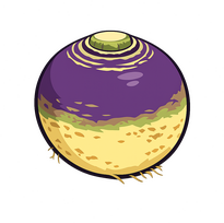 Turnip root vegtable