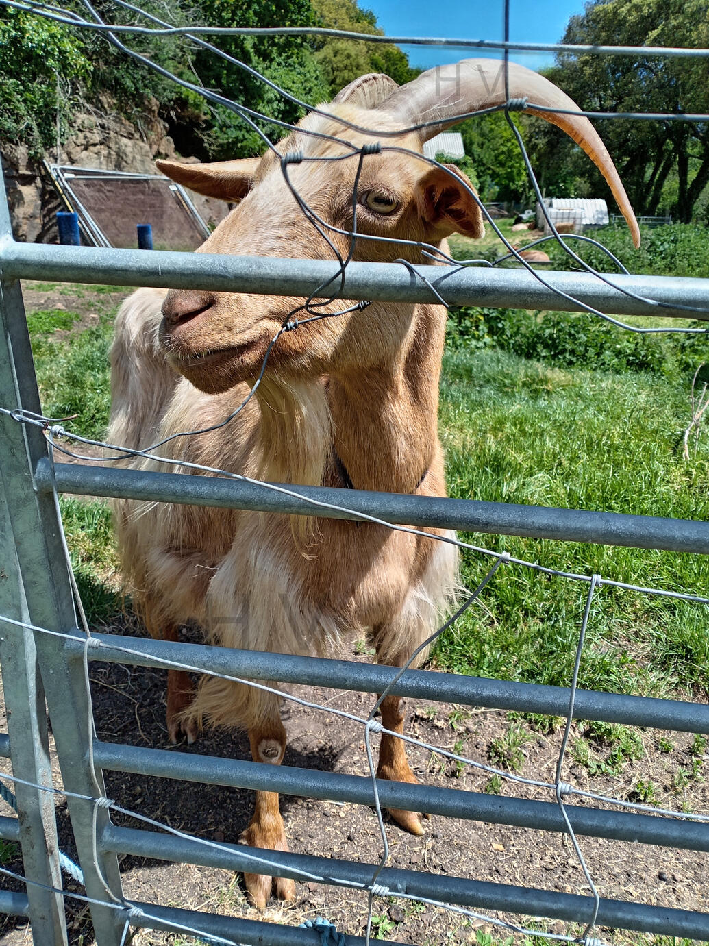 Guernsey Golden Goat Goats in a field standing at a iron gate