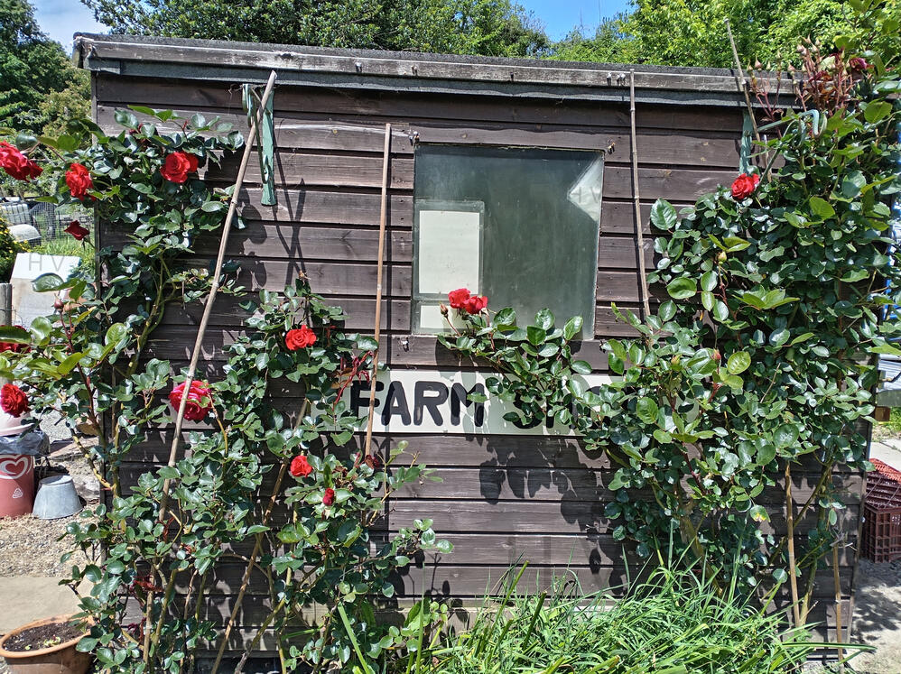 Honesty Farm Shop wooden shed surrounded by roses