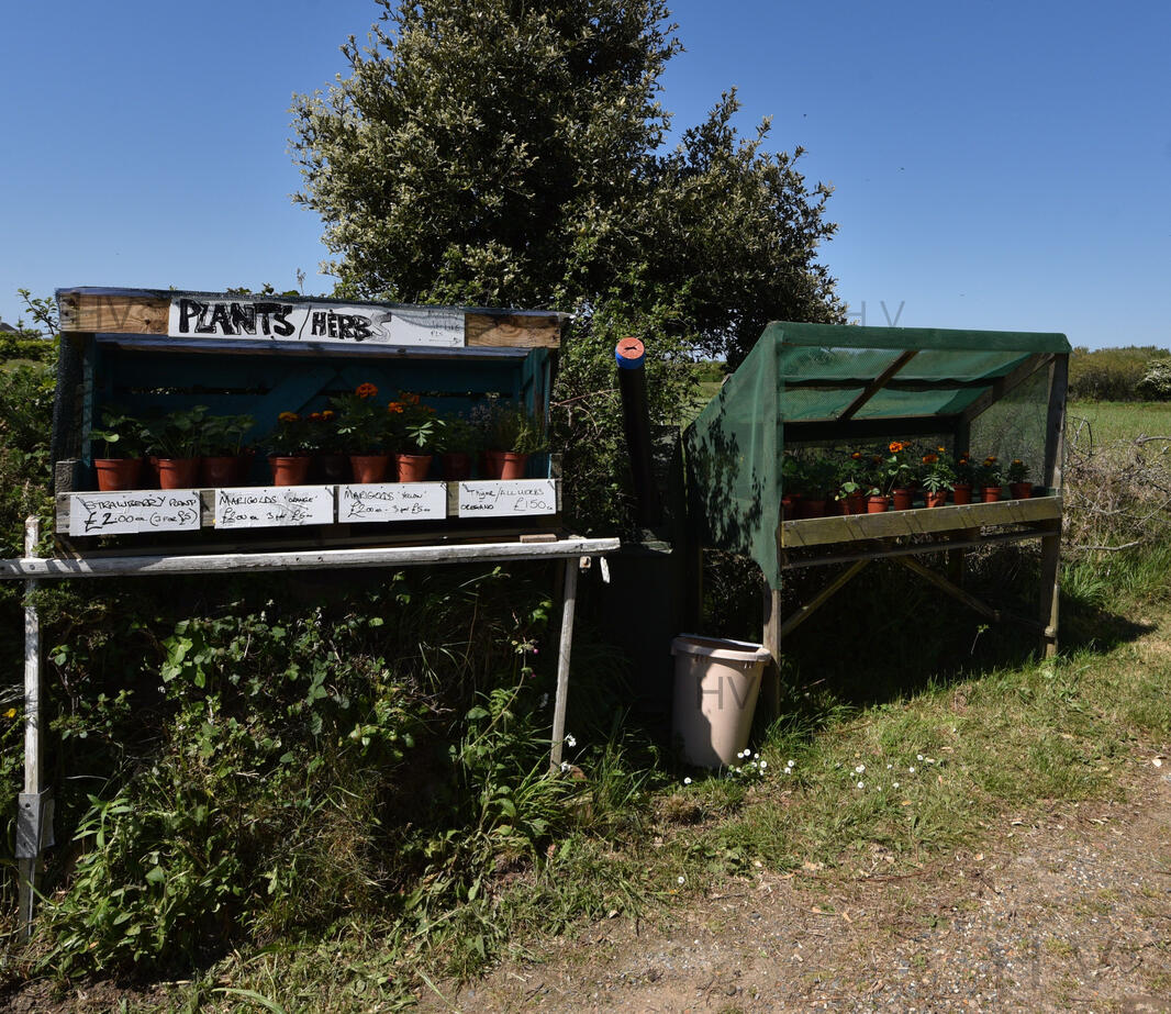 double hedge veg stalls with herbs and plants on the road side