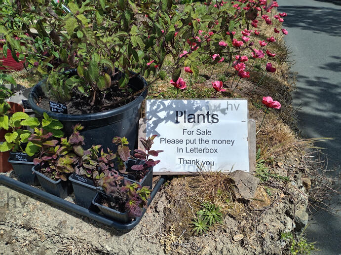 road side plants for sale. Drop money in letter box. wooden shed surrounded by roses