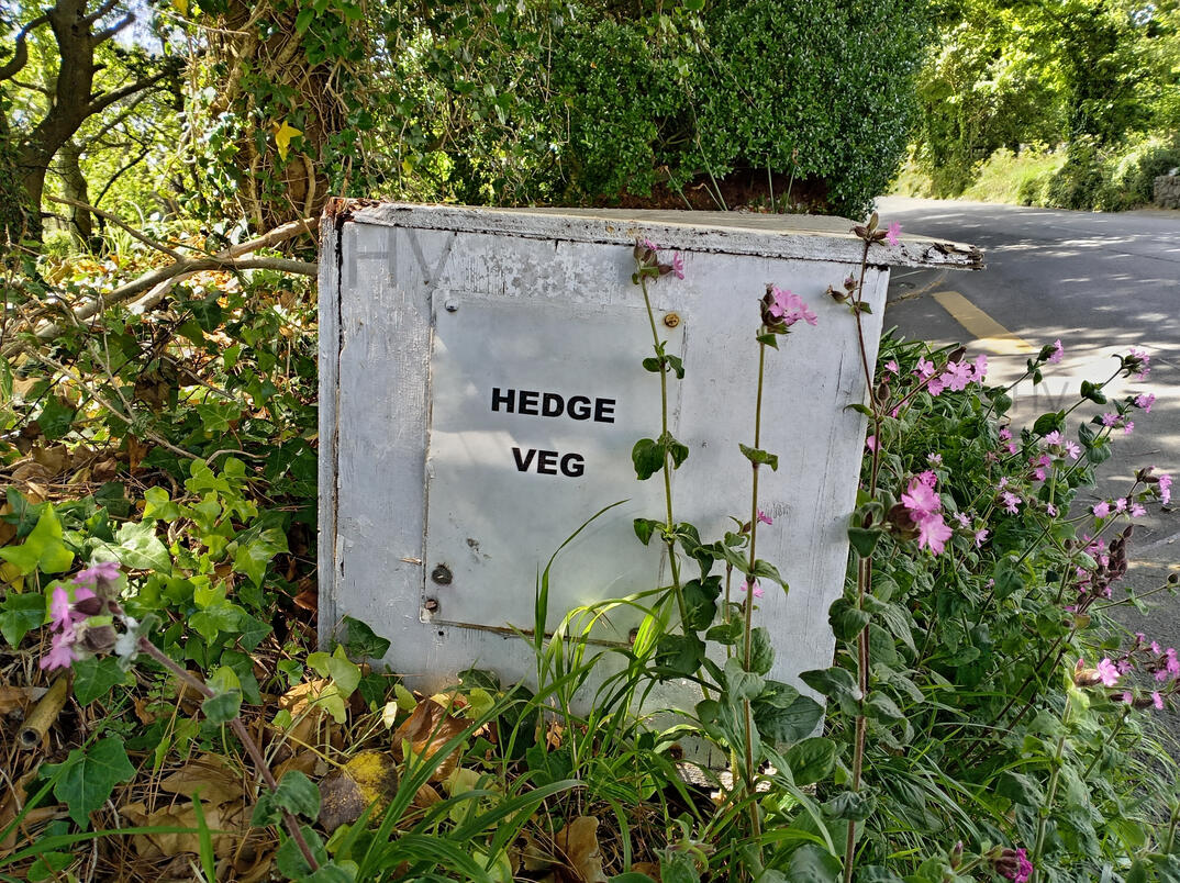 hedge vege box in Guernsey lane. wooden shed surrounded by roses
