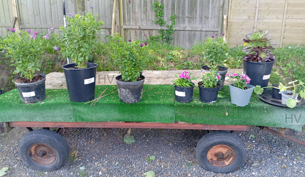 Honesty Farm Shop trailer with various plants for sale wooden shed surrounded by roses